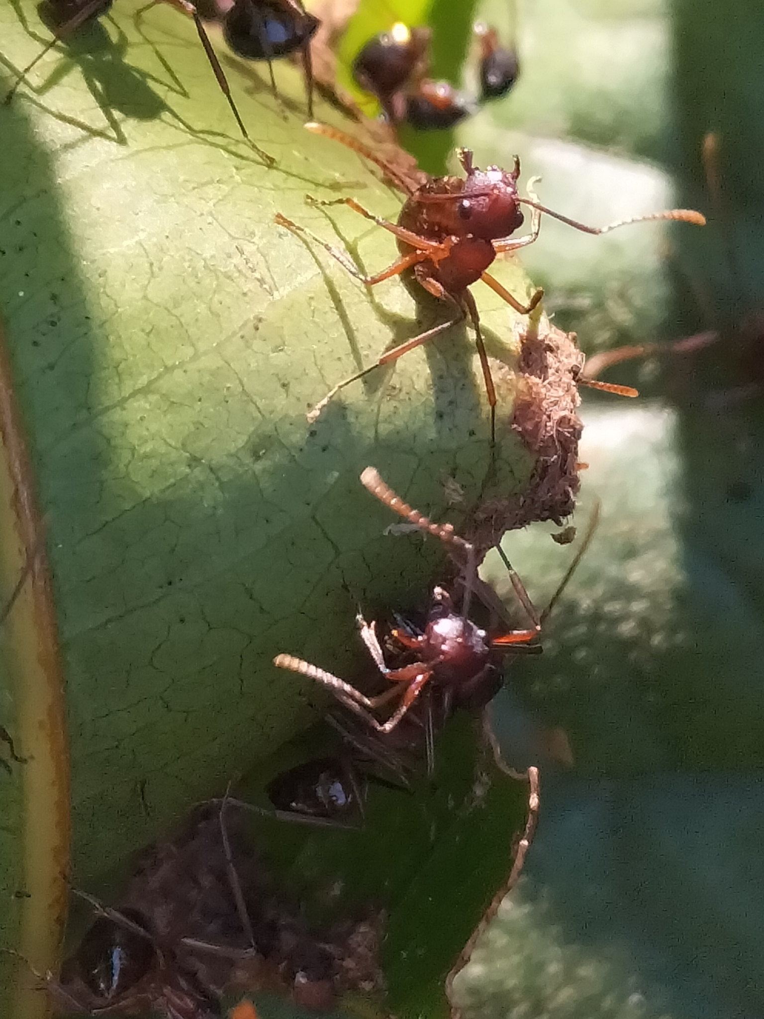 Polyrhachis delicata