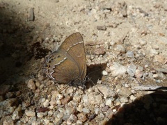 Callophrys spinetorum