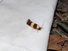 Telecrates laetiorella