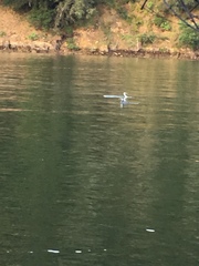 Aechmophorus occidentalis