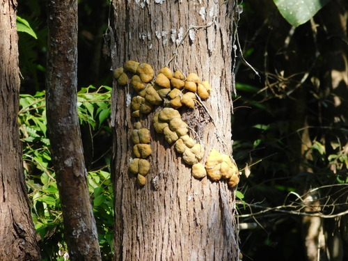Kidney plant (Dischidia imbricata)