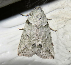 Calathusa basicunea