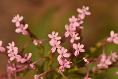 Centranthus macrosiphon