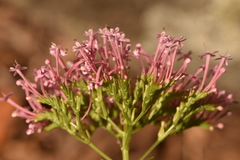 Centranthus macrosiphon