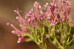 Centranthus macrosiphon