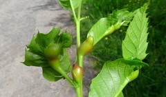 Dryocosmus kuriphilus