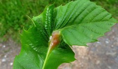 Dryocosmus kuriphilus