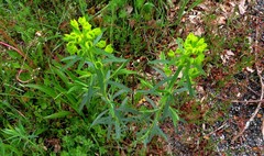 Euphorbia seguieriana