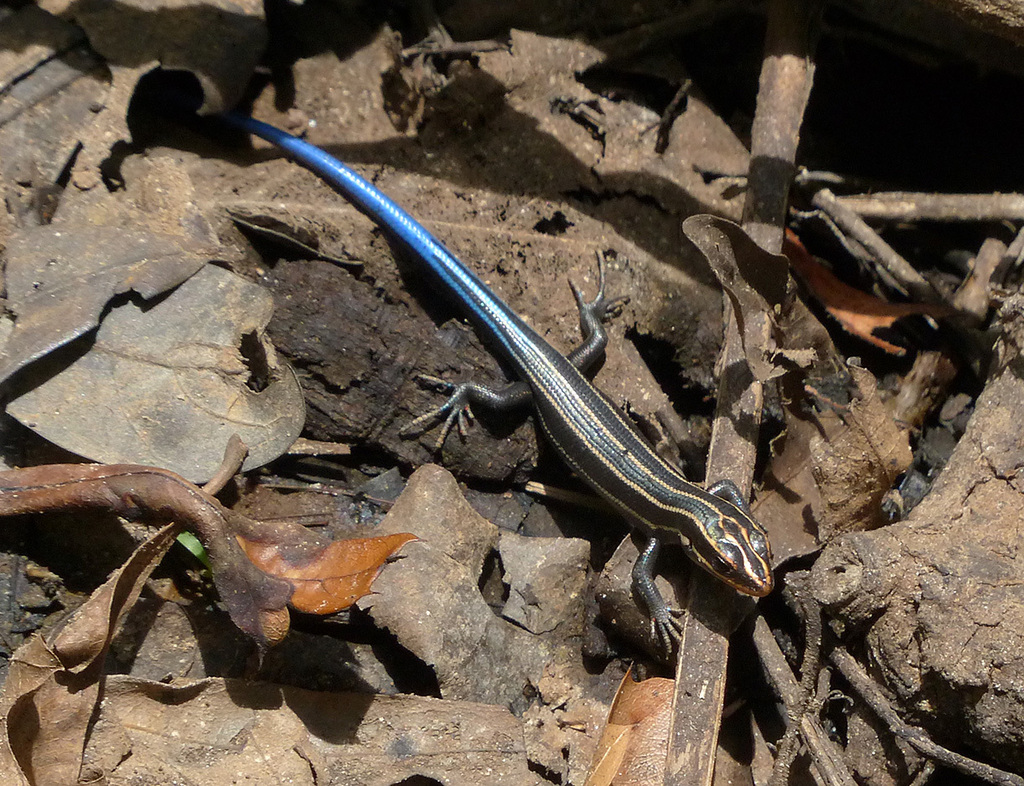 パーマネントバケーション　ジェイスキンク Five-Lined Skink (Reptiles and Amphibians of Ninety Six