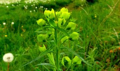 Euphorbia seguieriana