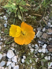 Papaver croceum