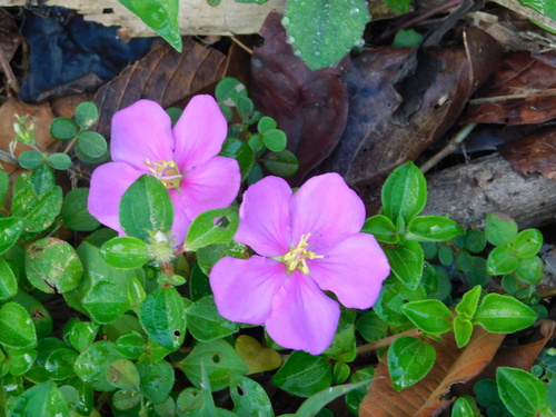 Heterotis rotundifolia