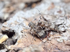 Acanthocinus griseus