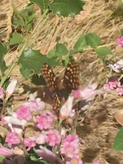 Chlosyne palla eremita