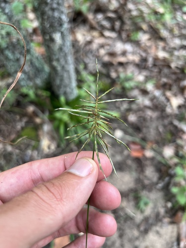 Image of Cyperus refractus by (c) Nathan Aaron, some rights reserved (CC BY)