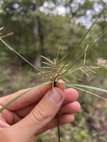 Image of Cyperus refractus by (c) Nathan Aaron, some rights reserved (CC BY)