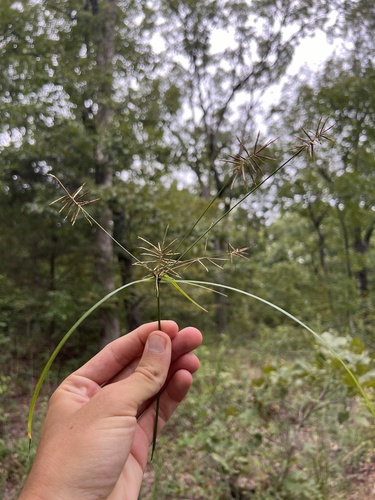 Image of Cyperus refractus by (c) Nathan Aaron, some rights reserved (CC BY)