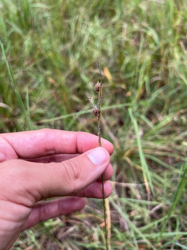Harvey's beaksedge (Rhynchospora harveyi)