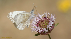 Anthocharis lanceolata