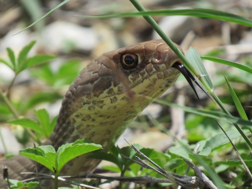 Neotropical Whip Snake