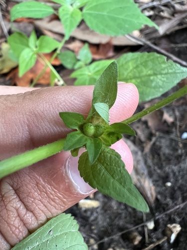 Image of Acalypha deamii by (c) Nathan Aaron, some rights reserved (CC BY)