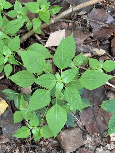 Image of Acalypha deamii by (c) Nathan Aaron, some rights reserved (CC BY)