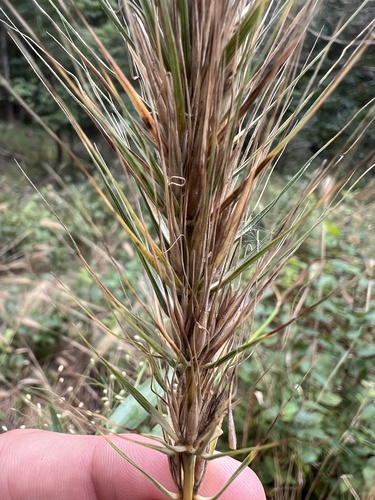 Image of Elymus glabriflorus by (c) Nathan Aaron, some rights reserved (CC BY)
