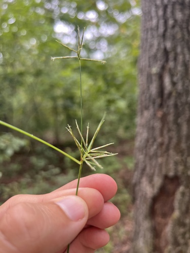 Image of Cyperus refractus by (c) Nathan Aaron, some rights reserved (CC BY)