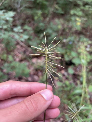 Image of Cyperus refractus by (c) Nathan Aaron, some rights reserved (CC BY)