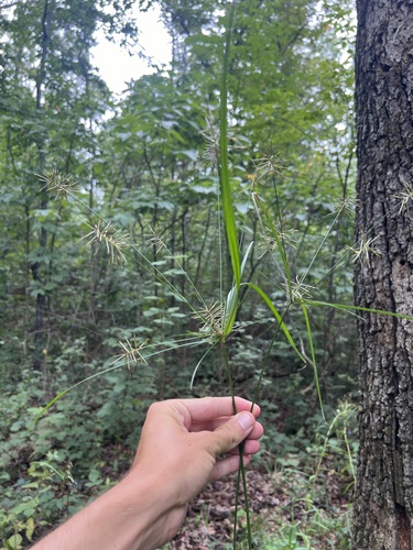 reflexed flatsedge (Cyperus refractus)
