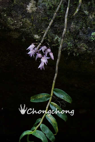 Dendrobium aduncum Lindl. 4