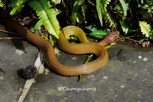 Photo of a Hainan Keelback (Rhabdophis adleri)