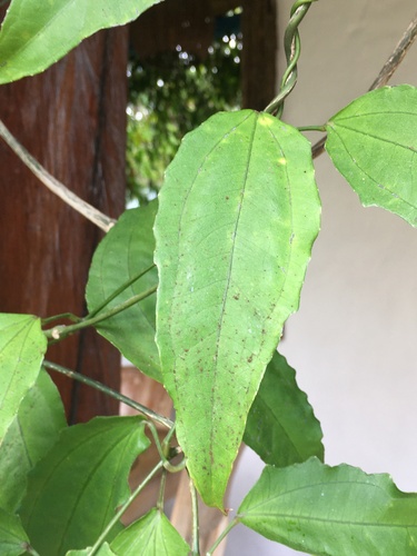 Image of Thunbergia mysorensis by no rights reserved