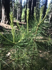 Pinus lambertiana
