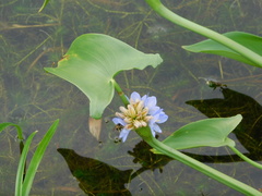 Pontederia hastata, photograph Ganjar Cahyadi, CC BY, iNaturalist via GBIF