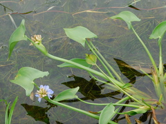 Pontederia hastata, photograph Ganjar Cahyadi, CC BY, iNaturalist via GBIF