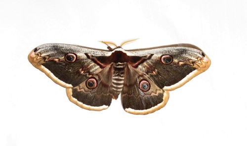 Saturnia pyri