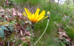 Hieracium glaucinum