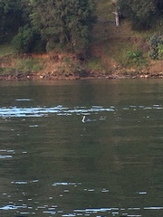 Aechmophorus occidentalis