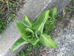 Asclepias syriaca