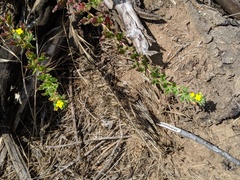 Camissoniopsis lewisii