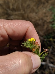 Camissoniopsis lewisii