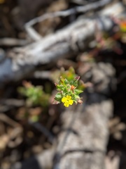 Camissoniopsis lewisii