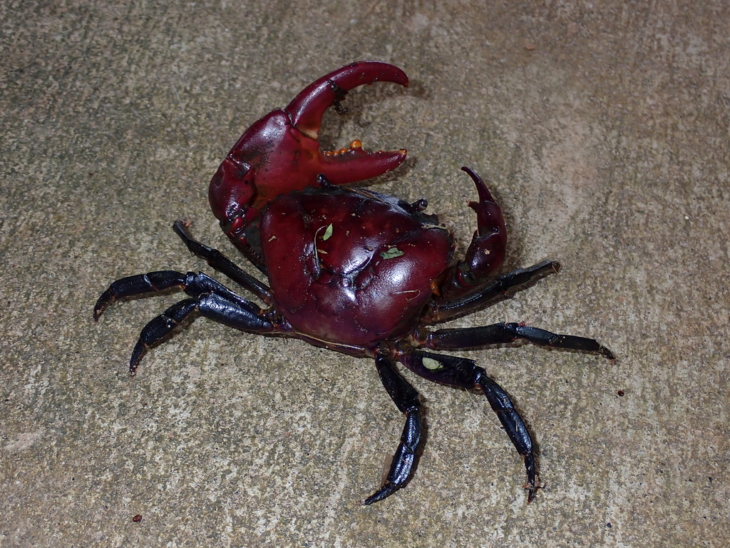 Esanthelphusa