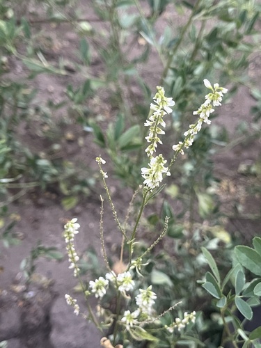 White Sweetclover