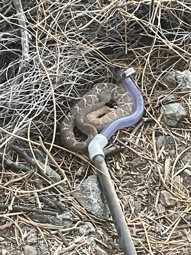 iNaturalist observation photo of Red Diamond Rattlesnake