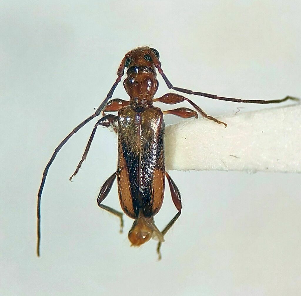 Obrium constricticolle