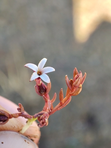 Image of Arjona Pusilla (Arjona pusilla) by no rights reserved