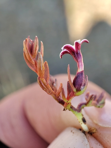 Image of Arjona Pusilla (Arjona pusilla) by no rights reserved