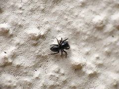 Chalcoscirtus infimus